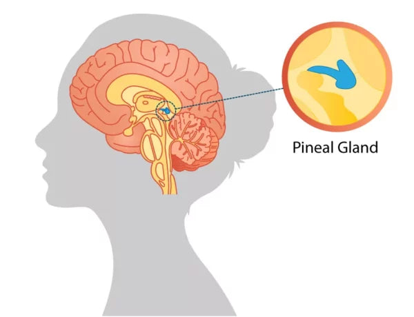 Pineal gland illustration